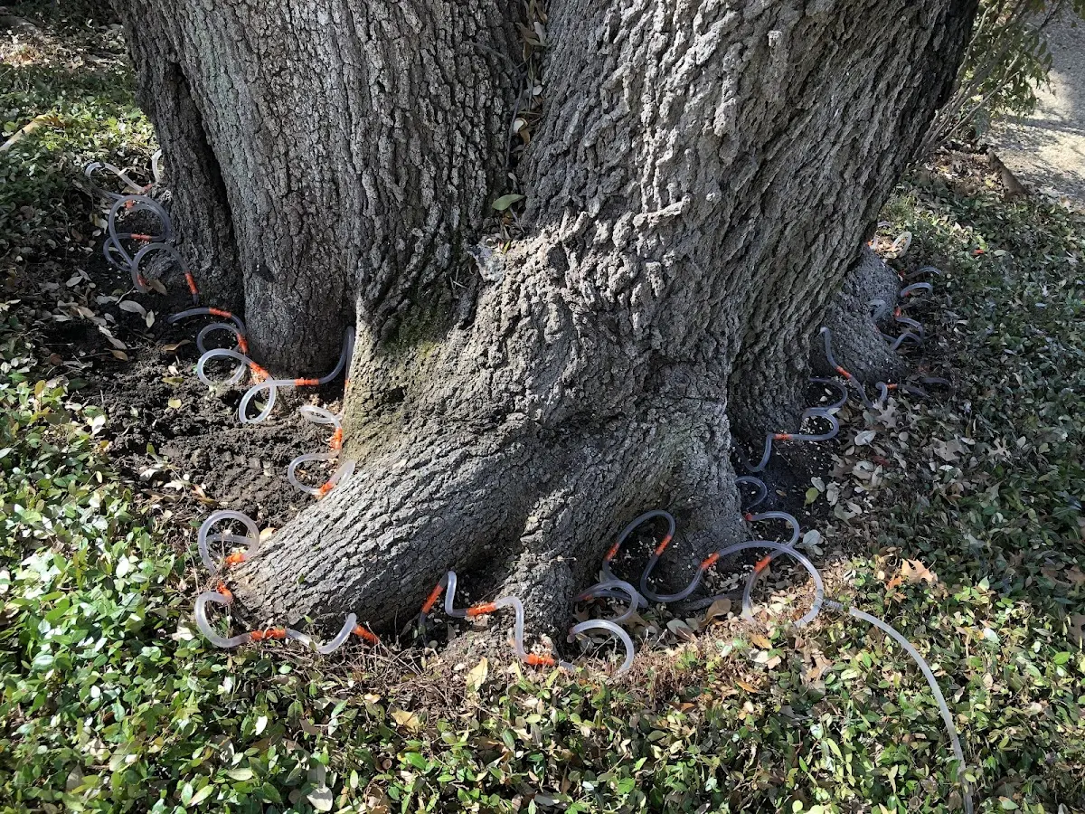 Detailed Tree Cabling and Bracing job site in Waynesfield